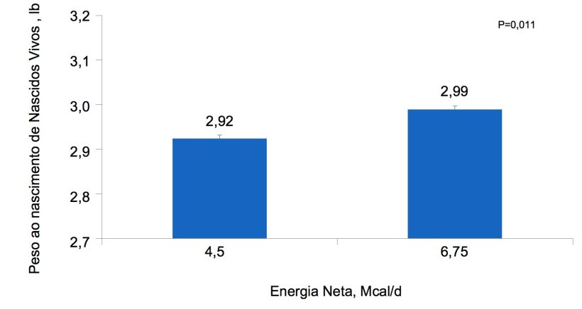 Figura 3. Efeitos da alimentação com diferentes níveis de energia, desde o dia 90 ao dia 111 de gestação, no peso individual ao nascimento de leitões nascidos vivos de primíparas e porcas.